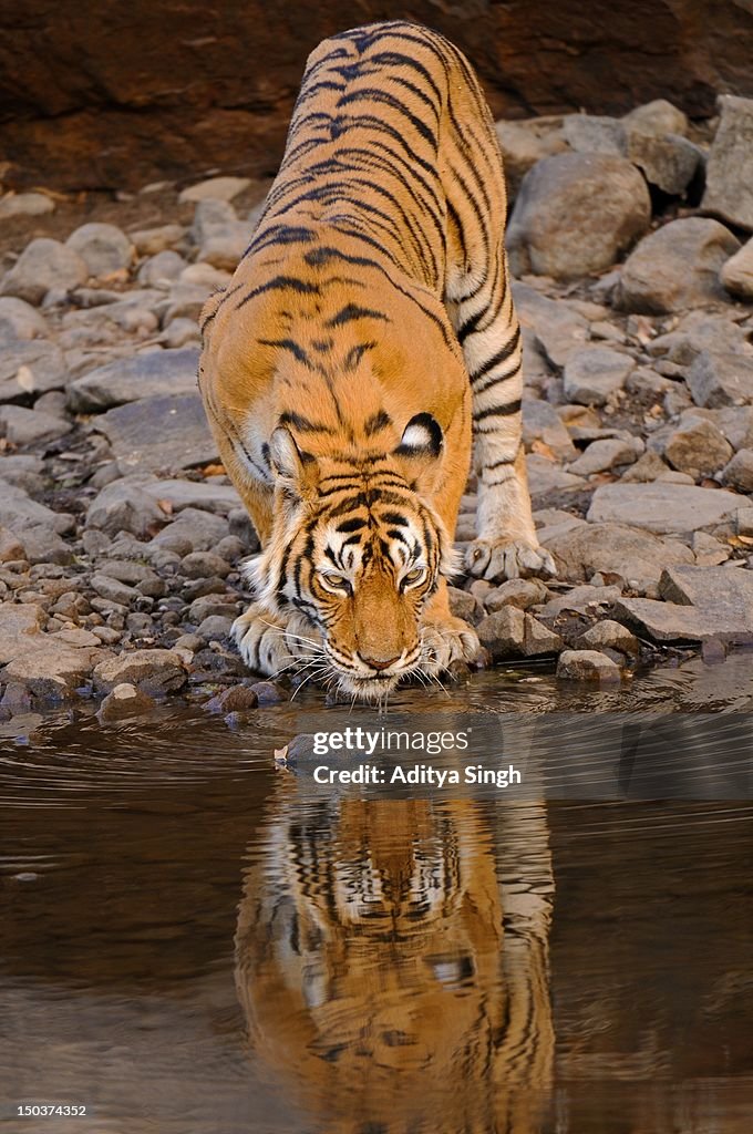 Reflection of tiger