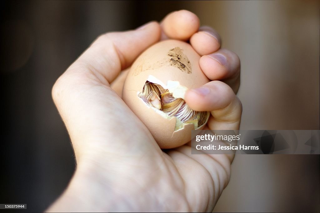 Buff Orpington chick hatching