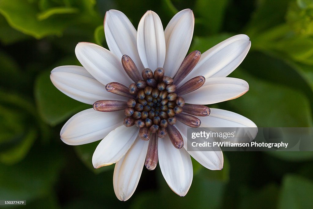 White flower