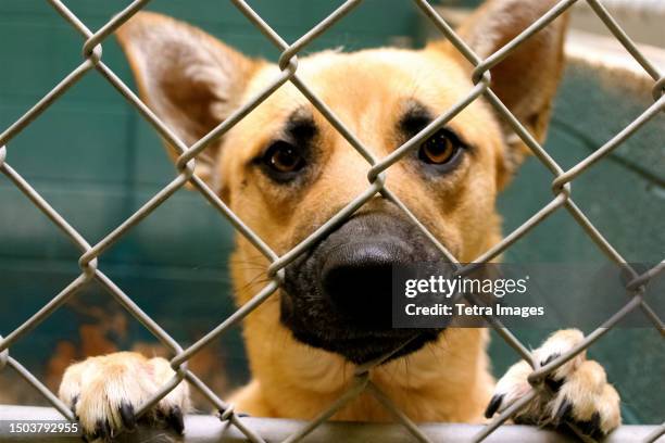 abandoned dog in cage at animal shelter - centro de acogida para animales fotografías e imágenes de stock