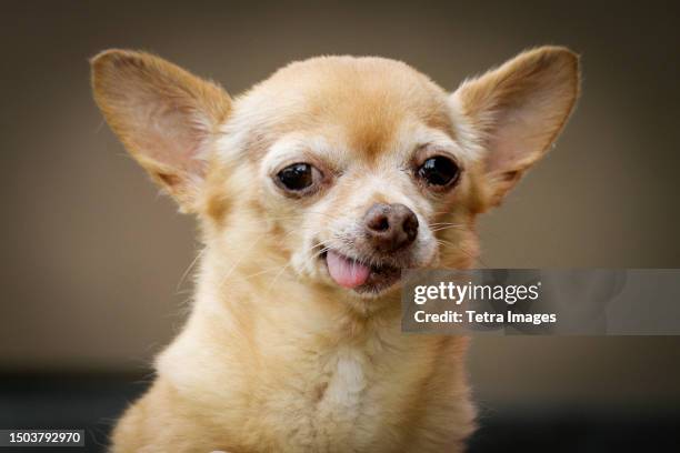 portrait of chihuahua dog sticking out tongue - chihuahua stock-fotos und bilder