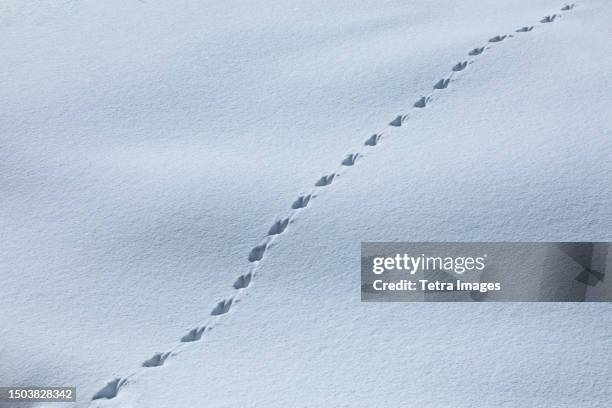 pattern of animal tracks in snow - animal tracks stock pictures, royalty-free photos & images