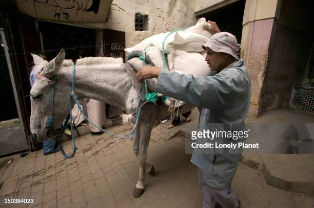 117 Horse Carrying Load Photos and Premium High Res Pictures - Getty Images