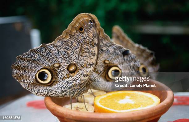 Images Stock and Images 61 Getty Hortus Pictures, - Botanicus Photos, High-Res