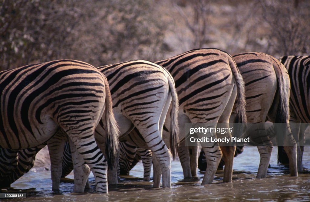 Herd of Burchell's Zebra drinking, Kruger National Park.