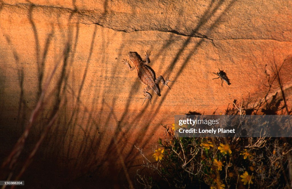 Sagebrush Lizard, Valley of Fire State Park.