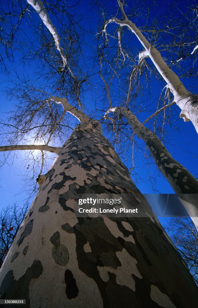 Towering sycamore tree in Arizona.