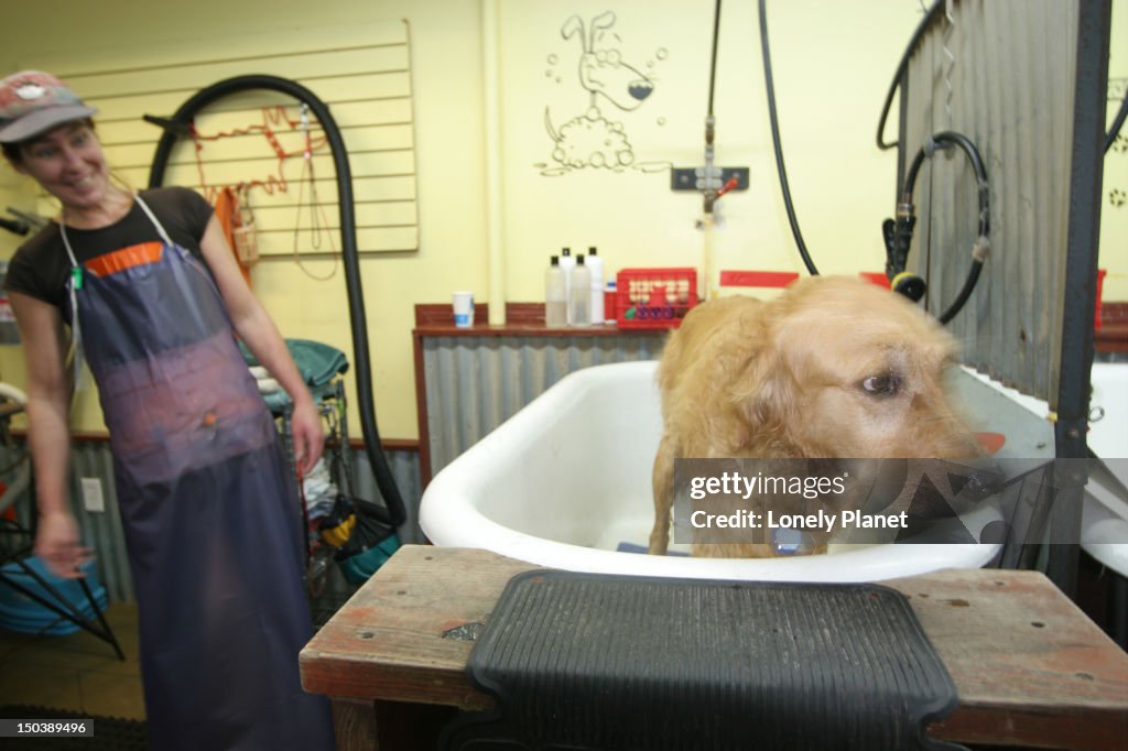 Dog getting bath at It's Still a Dog's Life dog wash and consignment, 3428 W. Broadway, Kitsilano.