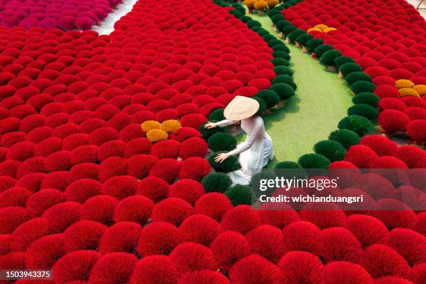 vietnamese girl in traditional white ao dai dress with incense drying outdoors in hanoi, vietnam - hanoi stock pictures, royalty-free photos & images