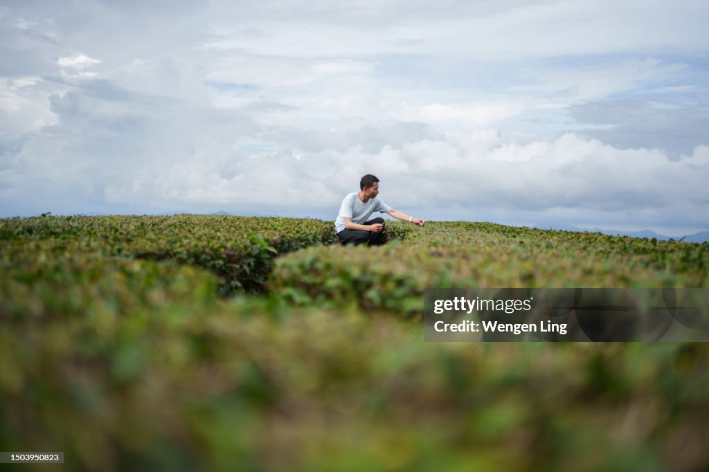 Farmer inspecting tea plantation