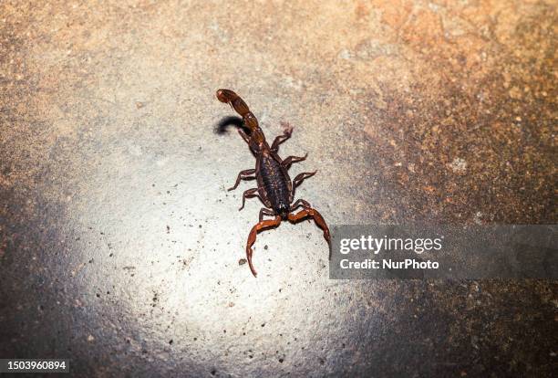 Lychas tricarinatus is a scorpion belonging to the genus Lychas of the family Buthidae found in India. It was first described by Simon in 1884. These...