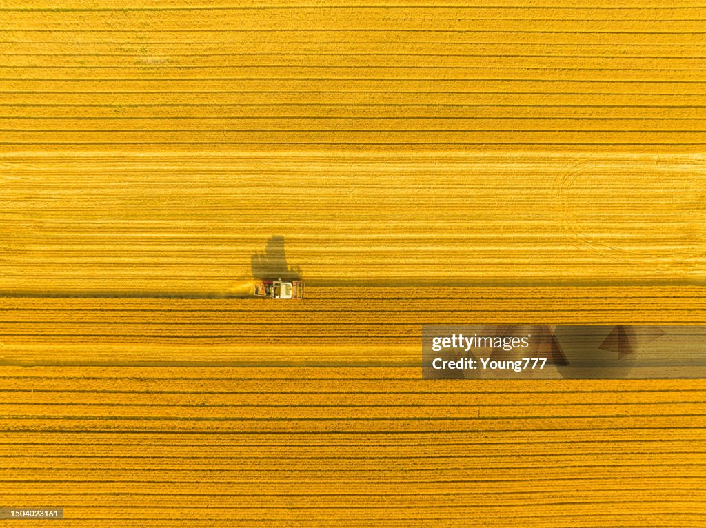 Combine harvester harvesting wheat in agricultural field