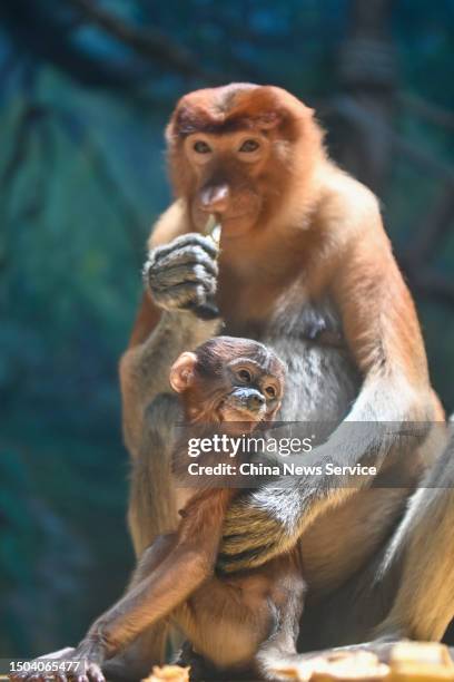 Long-nosed monkey baby, named Wu Yi, meets the public at Chimelong Safari Park on June 29, 2023 in Guangzhou, Guangdong Province of China. Wu Yi was...