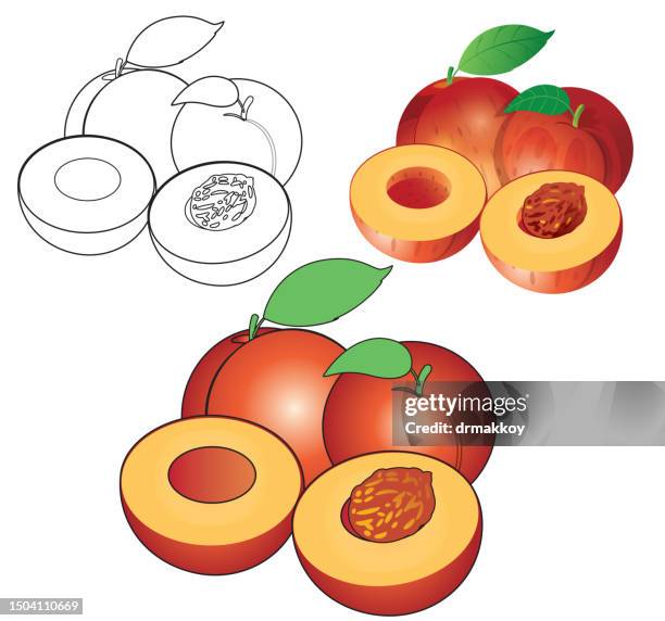 stockillustraties, clipart, cartoons en iconen met peachs and kernel coloring book - peaches drawing