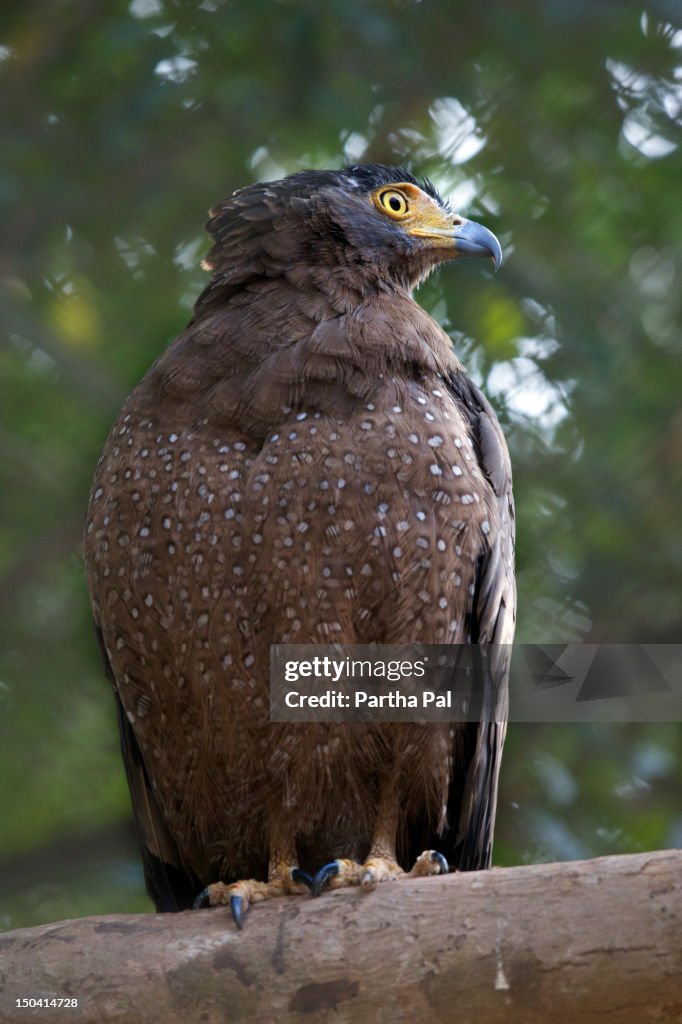 Indian Spotted Eagle.