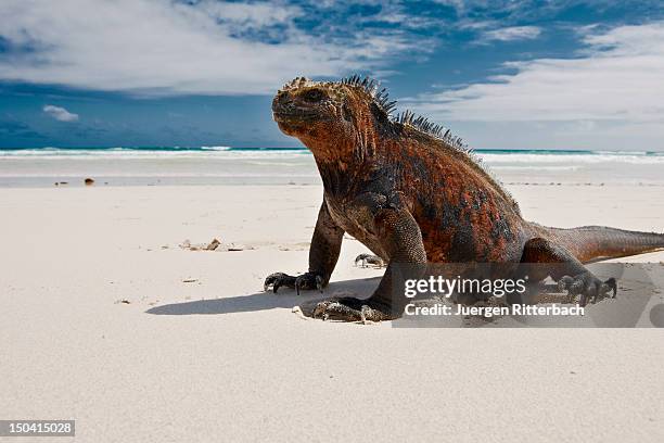 marine iguana, amblyrhynchus cristatus - galapagos land iguana fotografías e imágenes de stock