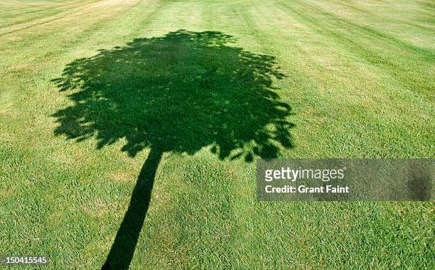 a shadow of tree. - ombra foto e immagini stock