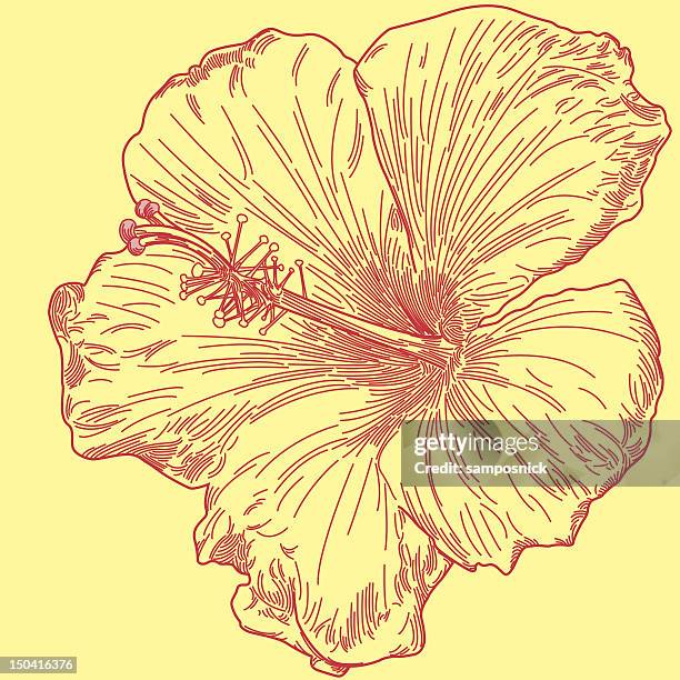 yellow hibiscus - line art - hibiscus stock illustrations