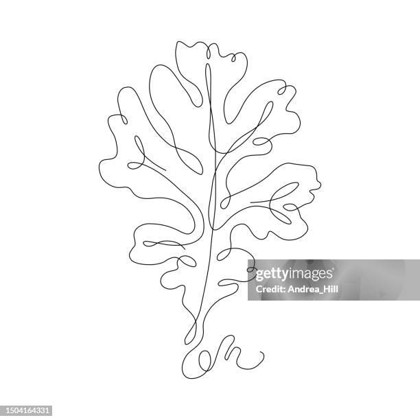 ilustraciones, imágenes clip art, dibujos animados e iconos de stock de dibujo de línea continua de hoja de roble con trazo editable - hoja de roble