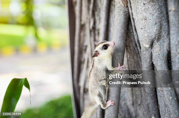 sugar glider - flying squirrel stock pictures, royalty-free photos & images