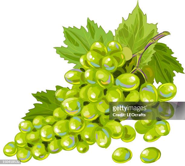 stockillustraties, clipart, cartoons en iconen met tasty green grapes isolated on white - witte druif