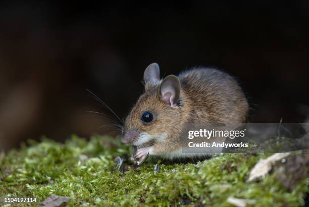 cute yellow-necked mouse (apodemus flavicollis) - hantavirus stock pictures, royalty-free photos & images