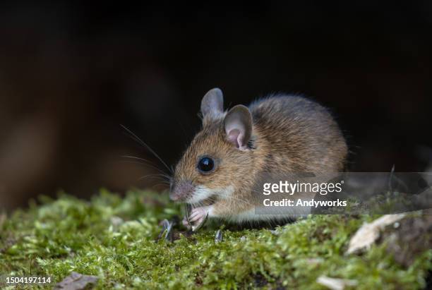 rato bonito de pescoço amarelo (apodemus flavicollis) - hantavirus - fotografias e filmes do acervo