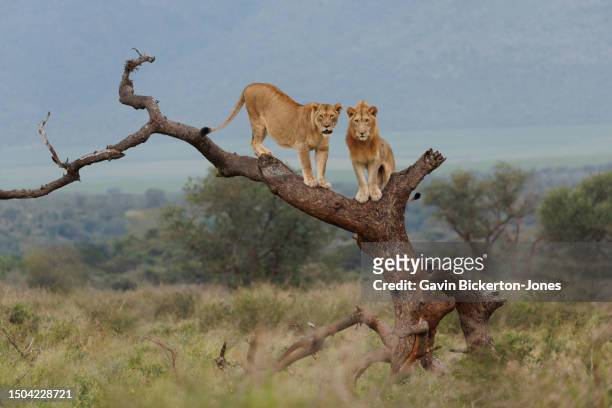 lions in tree. - animales de safari fotografías e imágenes de stock