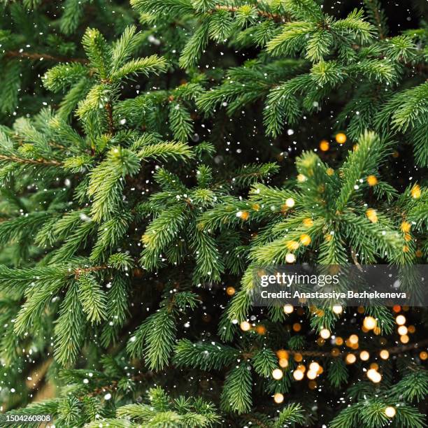 falling snow in front of the green branches of christmas tree with garland - pinetree garden seeds stock pictures, royalty-free photos & images