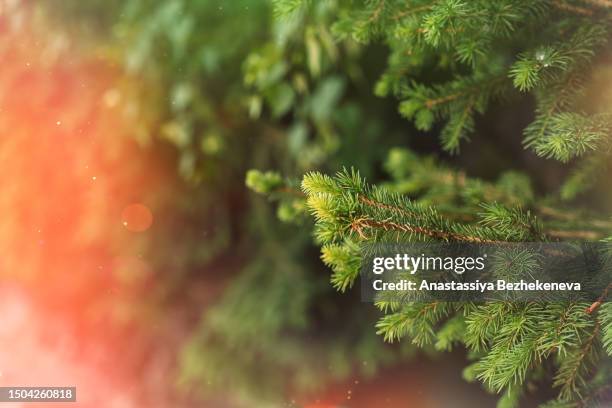 large green branch of christmas tree with light in the corner - pinetree garden seeds stock pictures, royalty-free photos & images