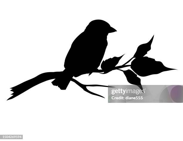 sparrow silhouette on a branch on a transparent background - songbird silhouette stock illustrations