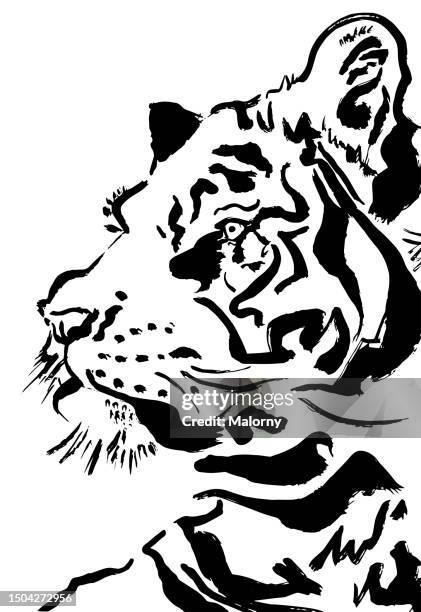 black tiger on white background. - sibirischer tiger stock-fotos und bilder