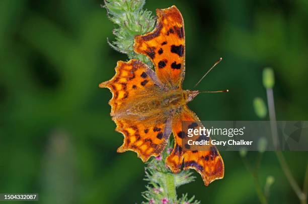 comma [polygonia c-album] butterfly - comma butterfly stock pictures, royalty-free photos & images