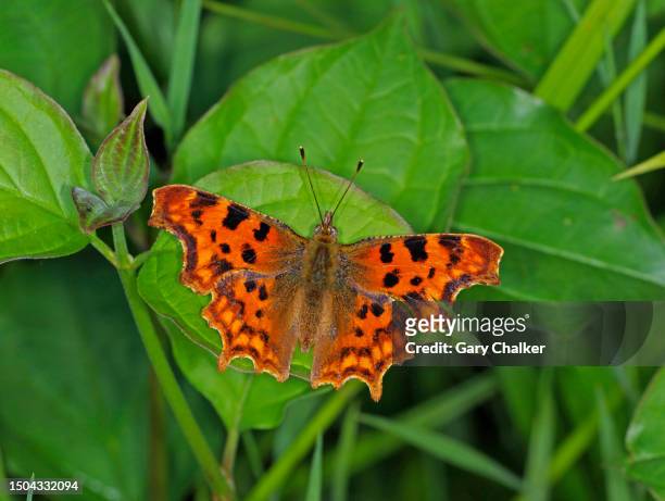 comma [polygonia c-album] butterfly - comma butterfly stock pictures, royalty-free photos & images