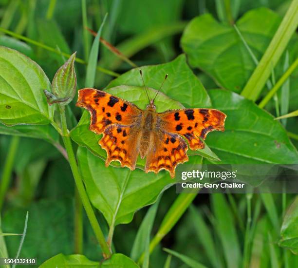 comma [polygonia c-album] butterfly - comma butterfly stock pictures, royalty-free photos & images