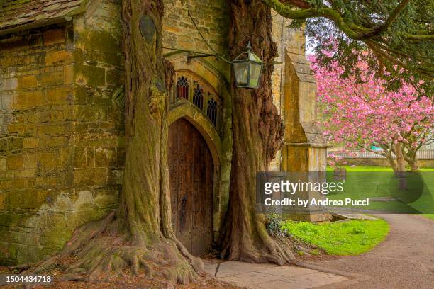 ancient yew trees at the north porch of to st edward's church, stow-on-the-wold, gloucestershire, united kingdom - yew stock pictures, royalty-free photos & images