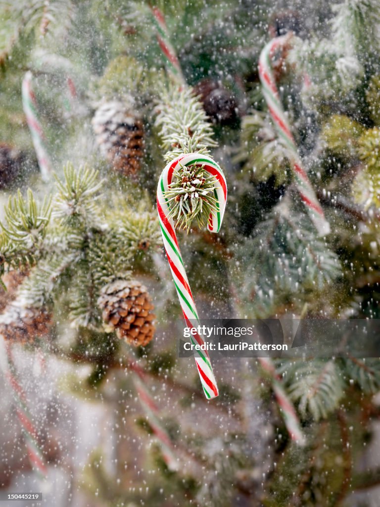 Candy Canes suspendus sur un arbre de Noël