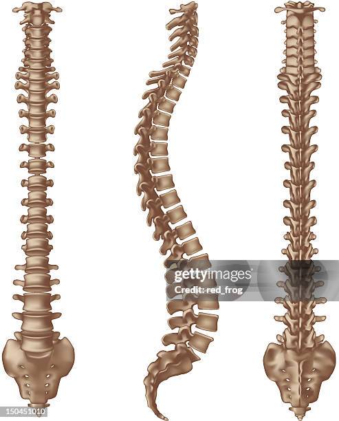 human spine bones - spine 幅插畫檔、美工圖案、卡通及圖標