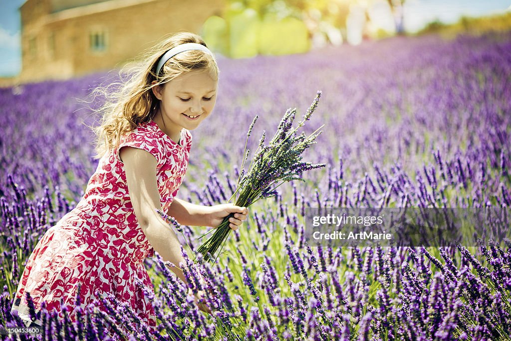 In the field of lavender