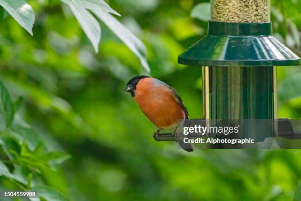 male bullfinch on a bird feeder - eurasian bullfinch stock pictures, royalty-free photos & images