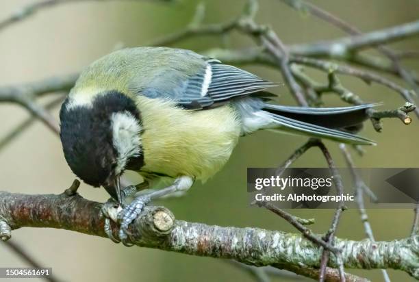 great tit in a tree - tit stock pictures, royalty-free photos & images