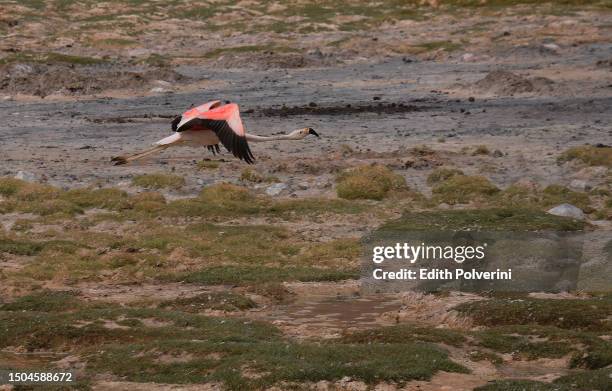 flamingo - catamarca stock pictures, royalty-free photos & images