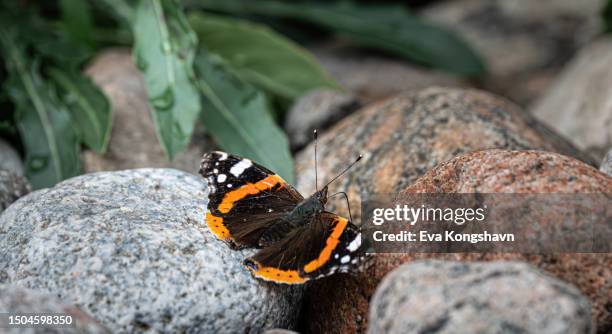 an admiral on the rocks - vanessa atalanta stock pictures, royalty-free photos & images