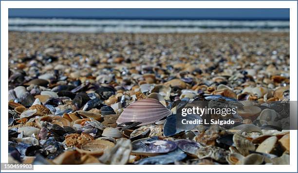 Seashells High-Res Stock Photo
