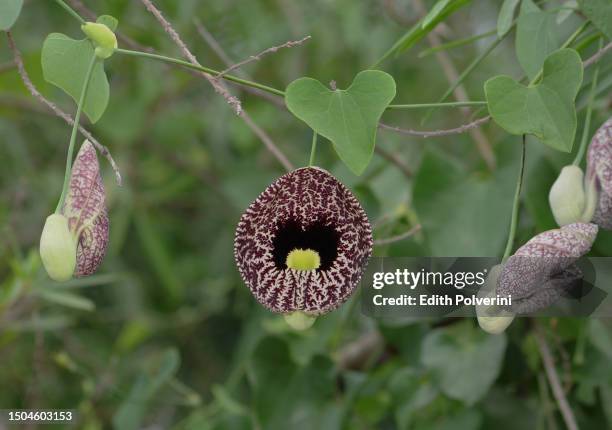 aristolochia - aristolochia stock pictures, royalty-free photos & images