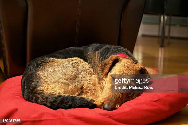 dog sleeping on red pillow bed - airedale terrier stock pictures, royalty-free photos & images