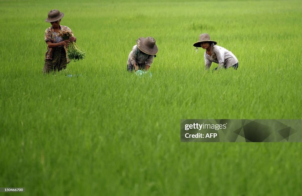 MYANMAR-AGRICULTURE