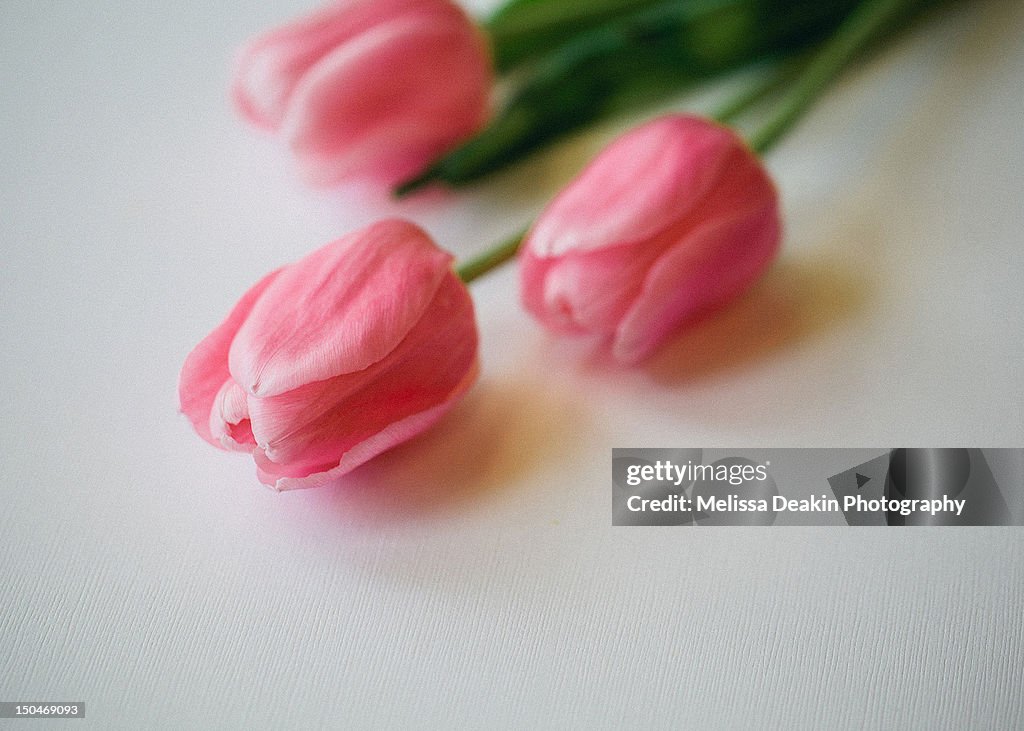 Pretty tulips