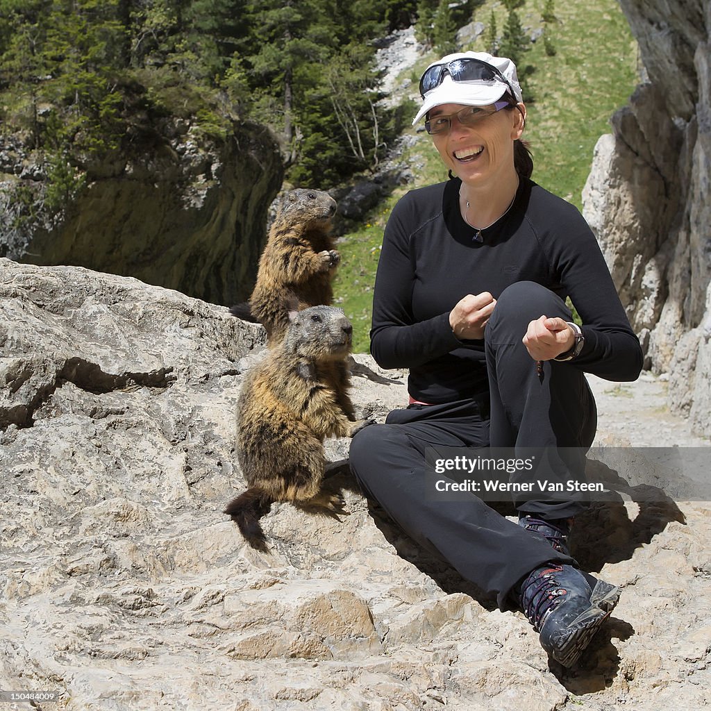 Curious marmots