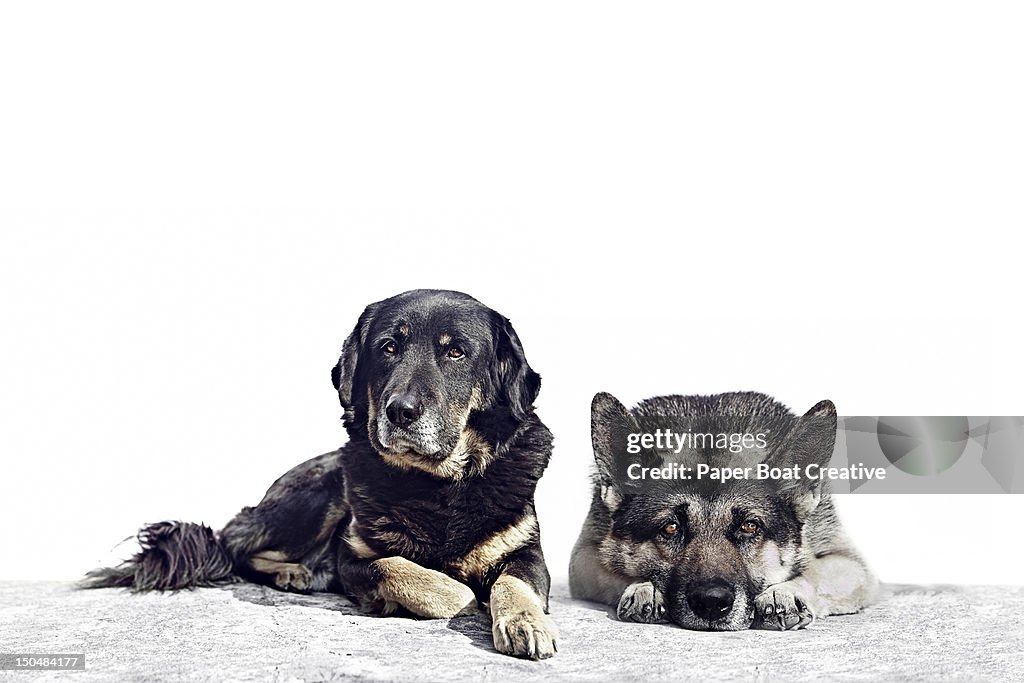 Portrait of two black and brown dogs